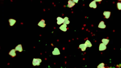 Heart shapes floating acros the frame with a black background Stock Footage 133506984
