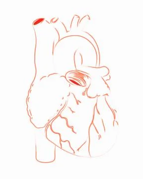 Heart sketch Stock Illustration