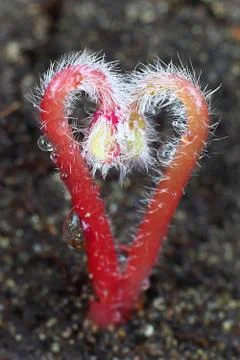 Heart sprouts Stock Photos