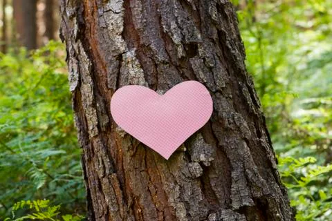Heart stuck to a pine tree Foto stock