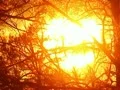 The HEART sun behind the branches Web Footage