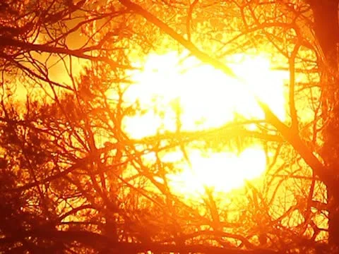 The HEART sun behind the branches Vídeo Stock 10880600