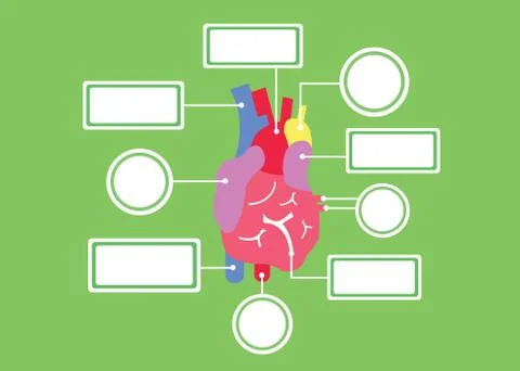 Heart system vector cartoon Stock Illustration