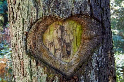 Heart in tree bark 写真素材