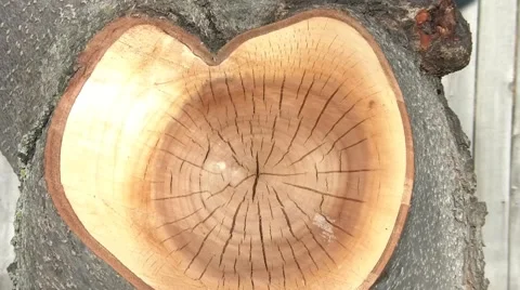 Heart in Tree Video stock 66063909