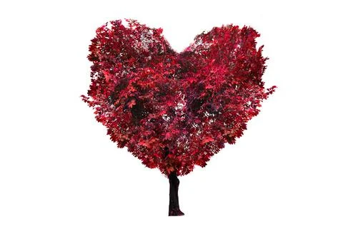 Heart Tree Isolated White Background Stock Photos