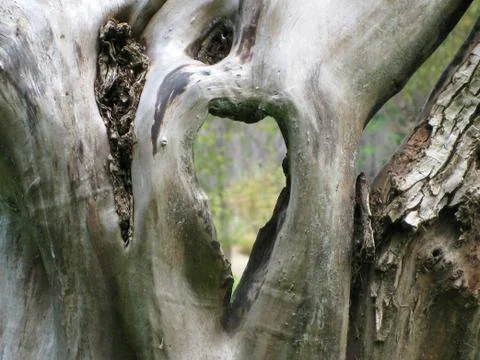 Heart In Tree Stock Photos