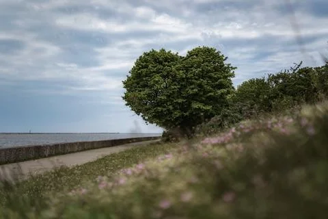 The heart tree Foto stock