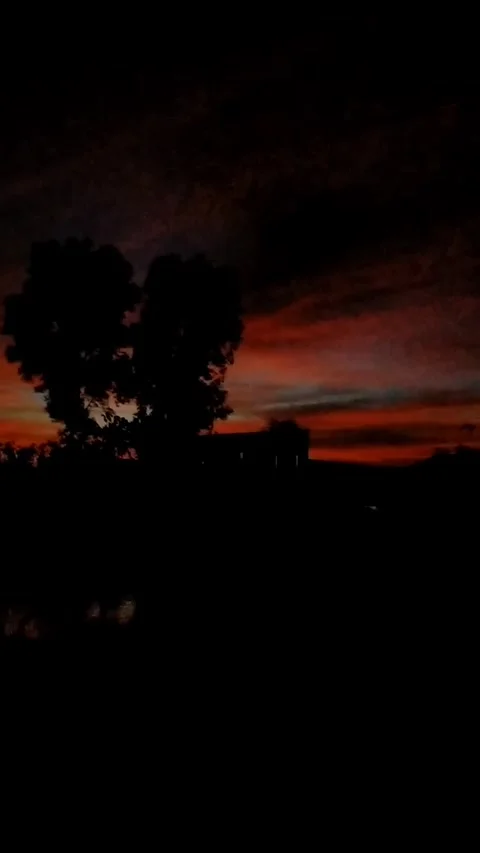 Heart tree on the red horizon Stock Footage 325852870