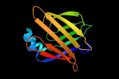 Heart-type Fatty Acid-Binding Protein, a small cytoplasmic protein released.. Stock Illustration