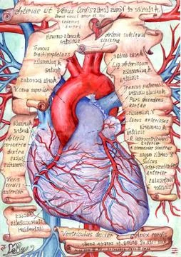 Heart, valentine Stock Illustration
