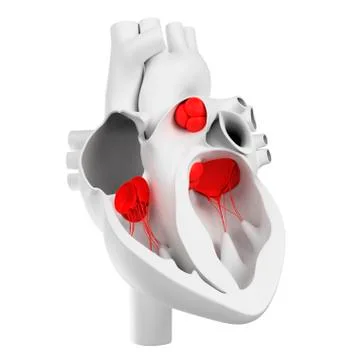 Heart valves, artwork 스톡 일러스트