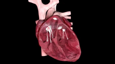 Heart Valves 스톡 동영상 122571873