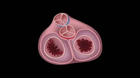 Heart valves function with heart sound, animation loop. 스톡 동영상 142675153
