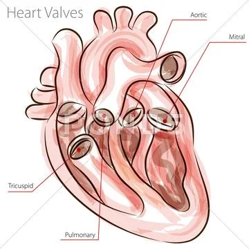 Heart valves watercolor chart Stock Illustration