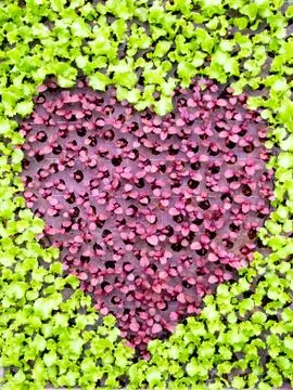 Heart vegetable Stock Photos