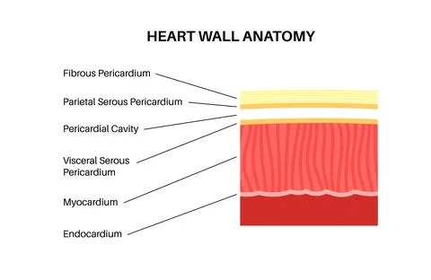 Heart wall anatomy Stock Illustration