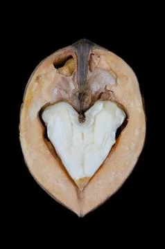 Heart of walnut Foto stock