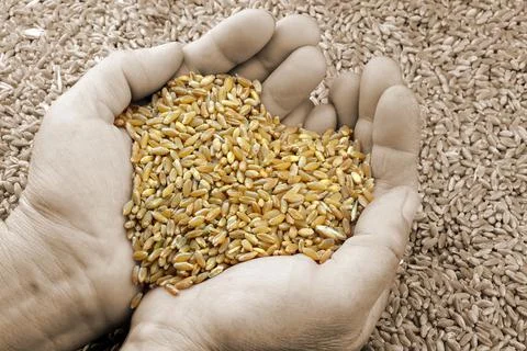 Heart of wheat Stock Photos