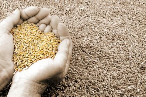 Heart of wheat Stock Photos