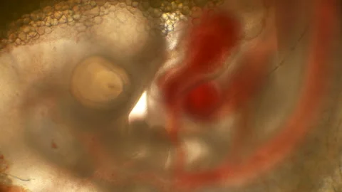Heartbeat and blood flow through the vessels in a chicken embryo in an egg Stock-Footage 101923853