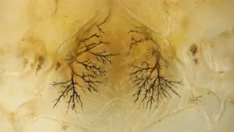 The heartbeat of a crab larva under a microscope, at the megalope stage, you can Stock-Footage 121764254