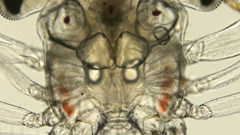 The heartbeat of a crab larva under a microscope, at the megalope stage, you can Stock-Footage 121765177