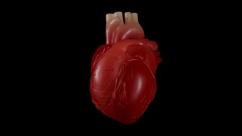 Heartbeat Stock Footage 121252390