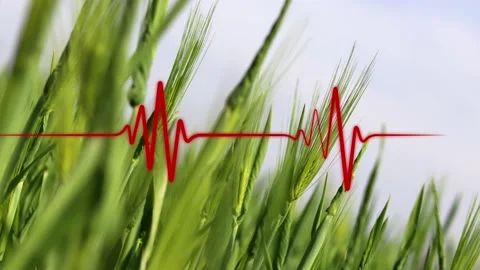 Heartbeat graph on a barley field background. Stock-Footage 232600472