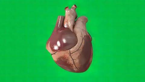 The heartbeat on green screen Stock Illustration