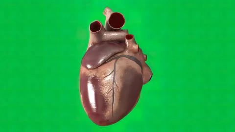 The heartbeat on green screen Illustrazione stock