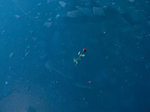 Heartbreak concept. WInter background. Red rose frozen in blue ice of pond. Stock Photos
