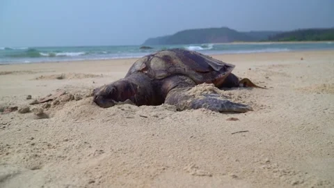A Heartbreaking Sight on the Shoreline Stock Footage 237152381