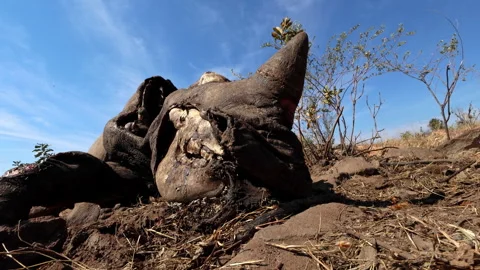 Heartbreaking view of dead white rhino carcass decomposing crawling with maggots Vídeos de archivo 345099845