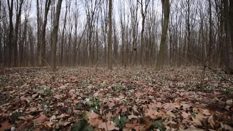 Hearthside Haven: Warmth in the Winter Woods, Where Flames Leap Merrily Stock Footage 266829006