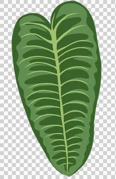 Heartleaf philodendron, monstera leaf flat design, green botanical element Stock Illustration