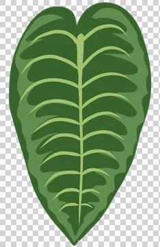 Heartleaf philodendron, monstera leaf flat design Stock Illustration