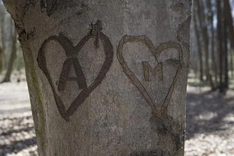 Hearts shape carved into a tree Stock Photos