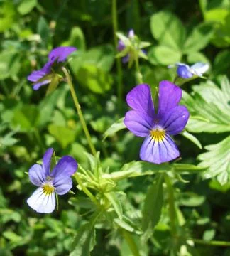 Heartsease Stock Photos