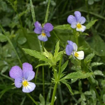 Heartsease Stock Photos