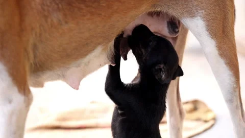A heartwarming 4K slow-motion close-up of a newborn puppy nursing from mother. Stock Footage 341548335