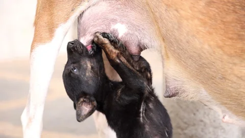 A heartwarming 4K slow-motion close-up of a newborn puppy nursing from mother. Stock Footage 341573808