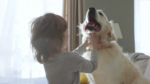 Heartwarming Bond Between a Little Boy and a White Golden Retriever in a Cozy Stock Footage 295732054