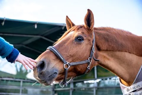 A heartwarming close-up of a human hand gently reaching out to stroke a horse Stock Photos