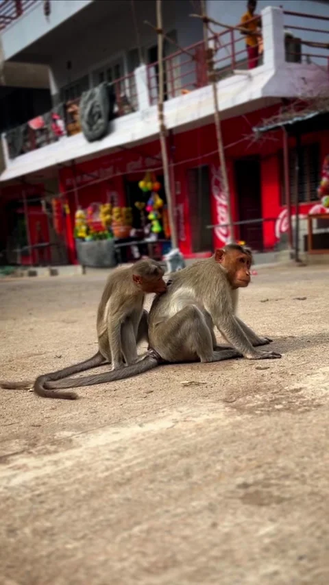 Heartwarming Monkey Aid: A Helping Hand in the Animal Kingdom Stock Footage 277335769