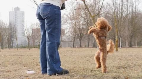 A Heartwarming Playful Interaction Between a Dog and Its Owner in an Inviting Stock Footage 305257869