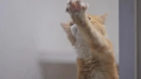 Heartwarming slow-mo of a ginger cat gently reaching out with paws, craving Stock Footage 311941984