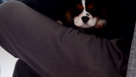 A heartwarming video shows the bond between a person and a puppy Stock Footage 303770614