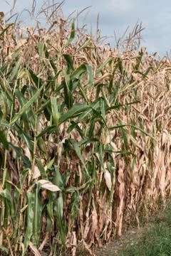 Heat damage cornfield Stock Photos