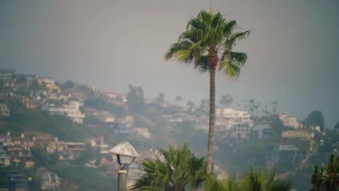 Heat Distortion: Palm tree compressed against affluent hills, Laguna Beach Stock Footage 112957441